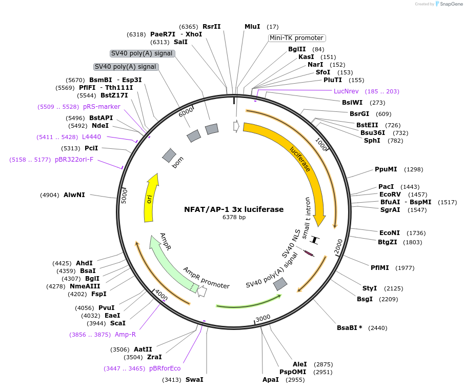 11783-plasmid-map-sequence-id-169375