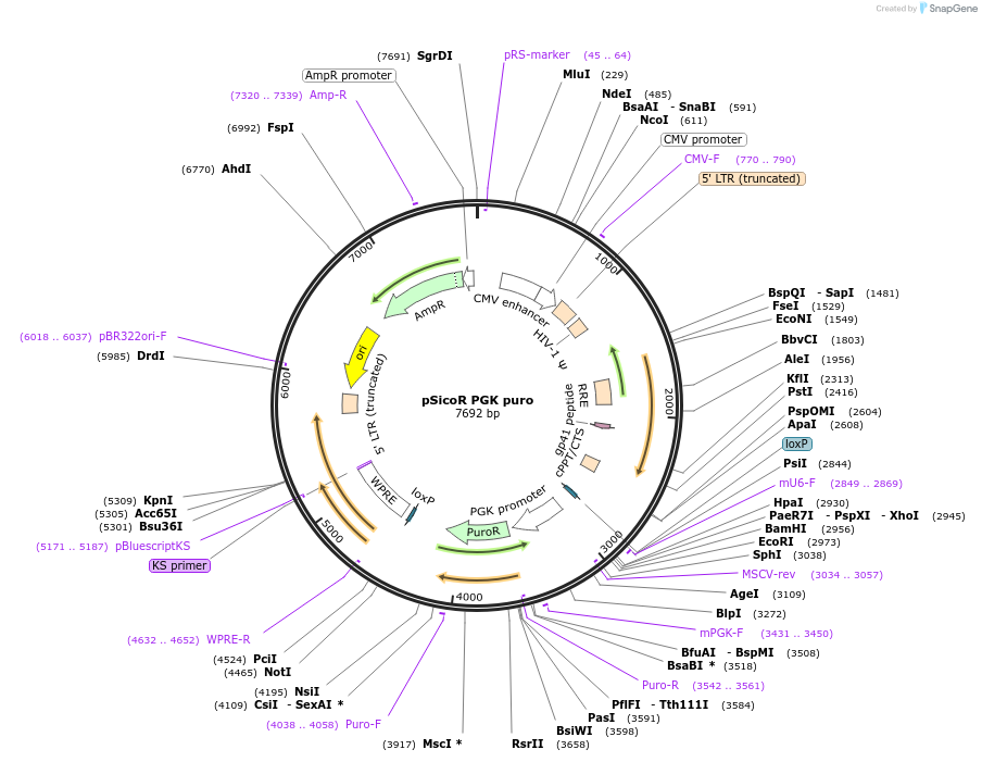 12084-plasmid-map-sequence-id-169379