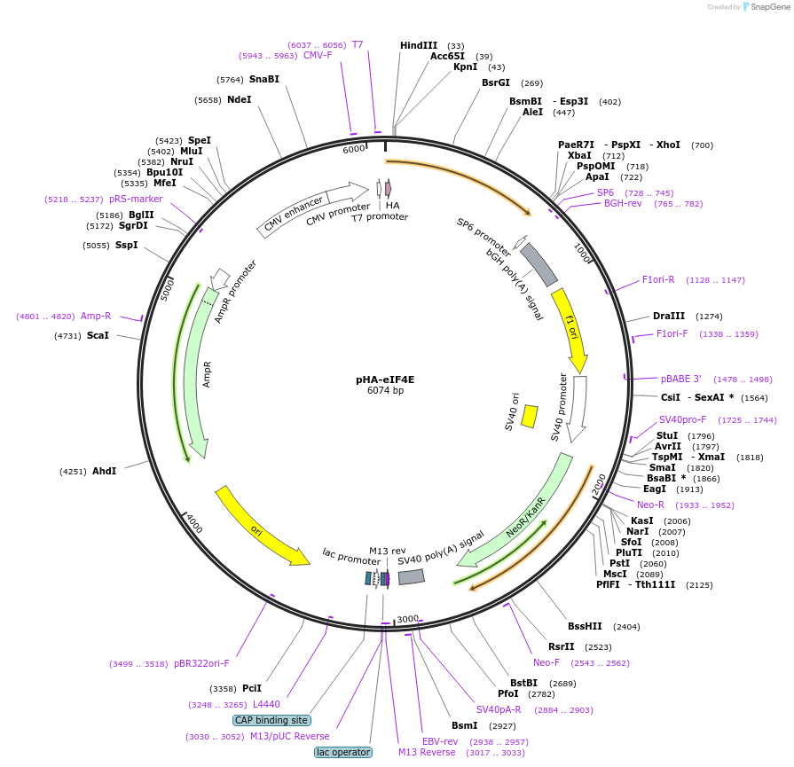 17343-plasmid-map-sequence-id-169437