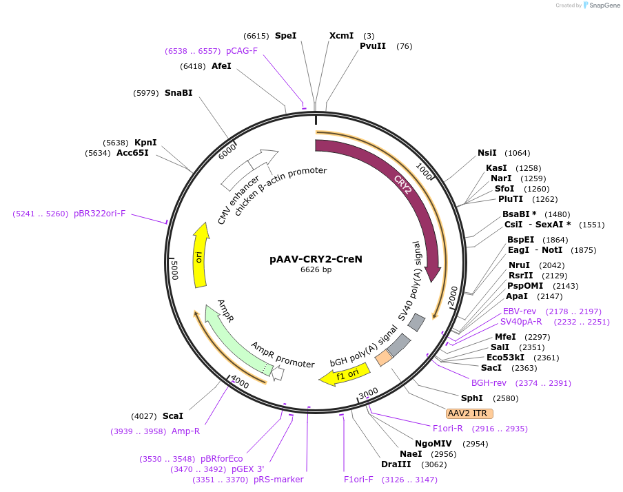 75268-plasmid-map-sequence-id-169480