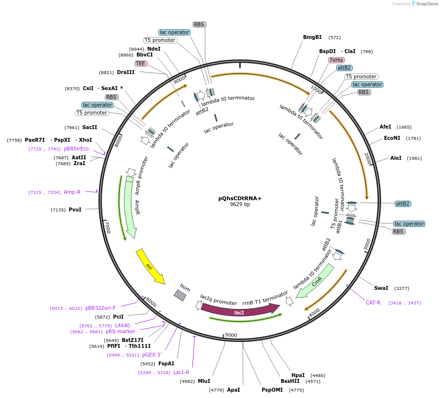 86014-plasmid-map-sequence-id-169485