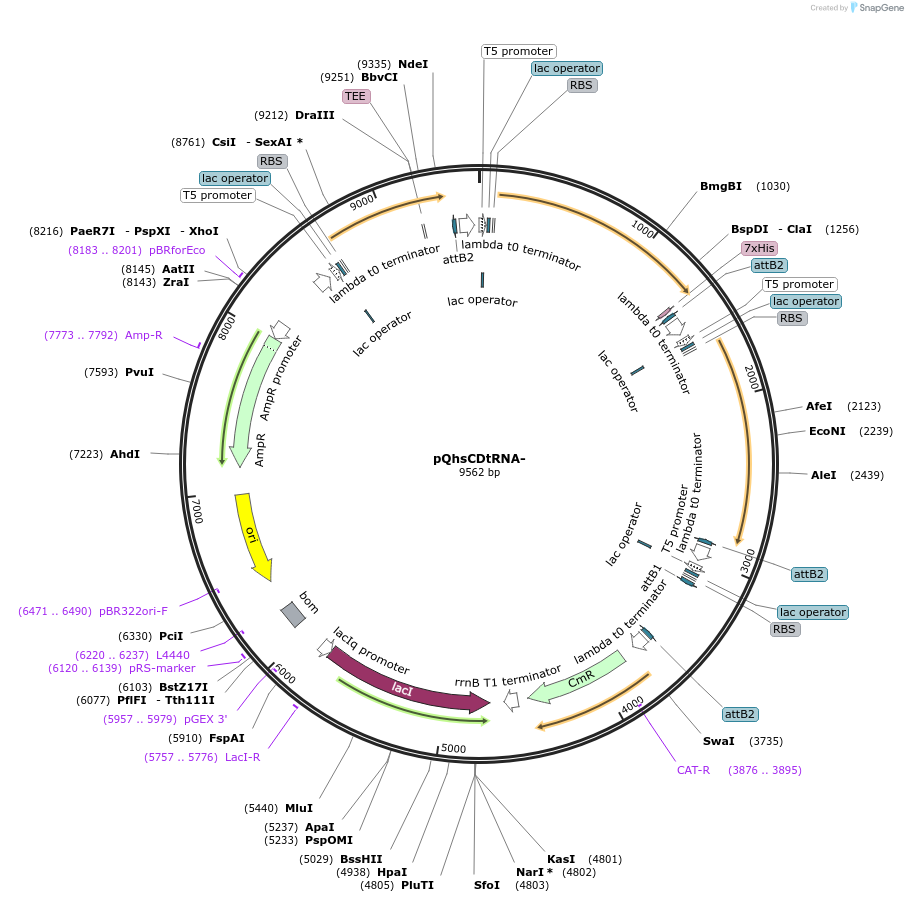 86015-plasmid-map-sequence-id-169486