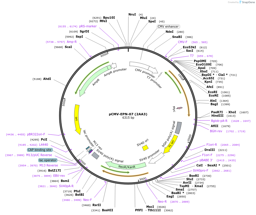 80105-plasmid-map-sequence-id-169487