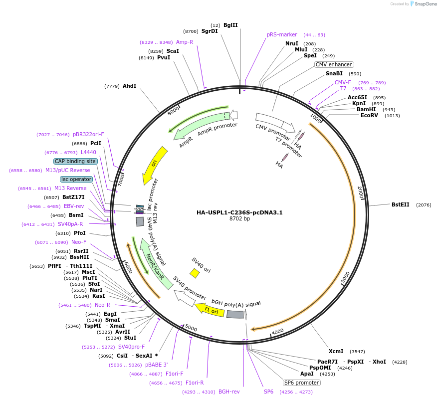 85763-plasmid-map-sequence-id-169507