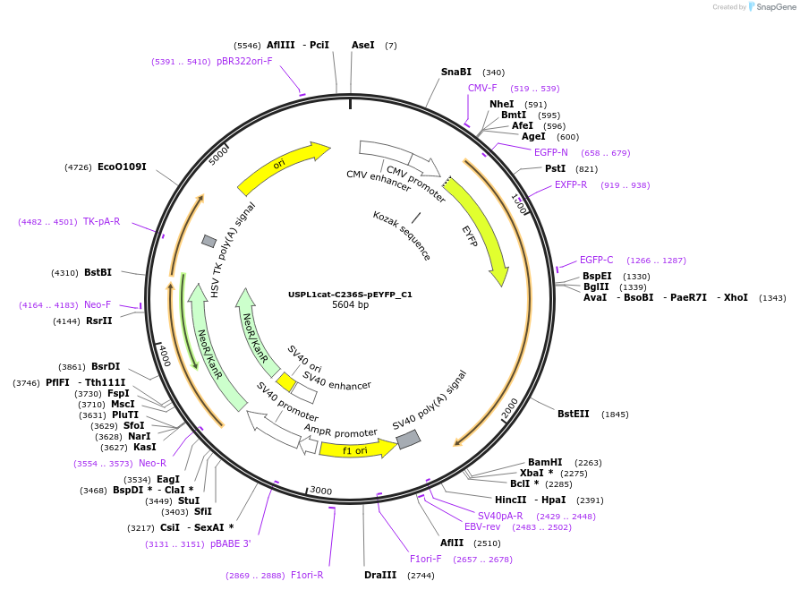 85767-plasmid-map-sequence-id-169512