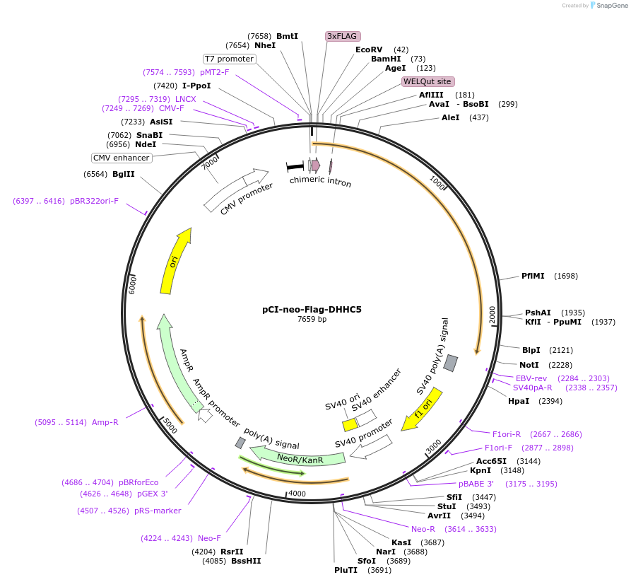 85812-plasmid-map-sequence-id-169519