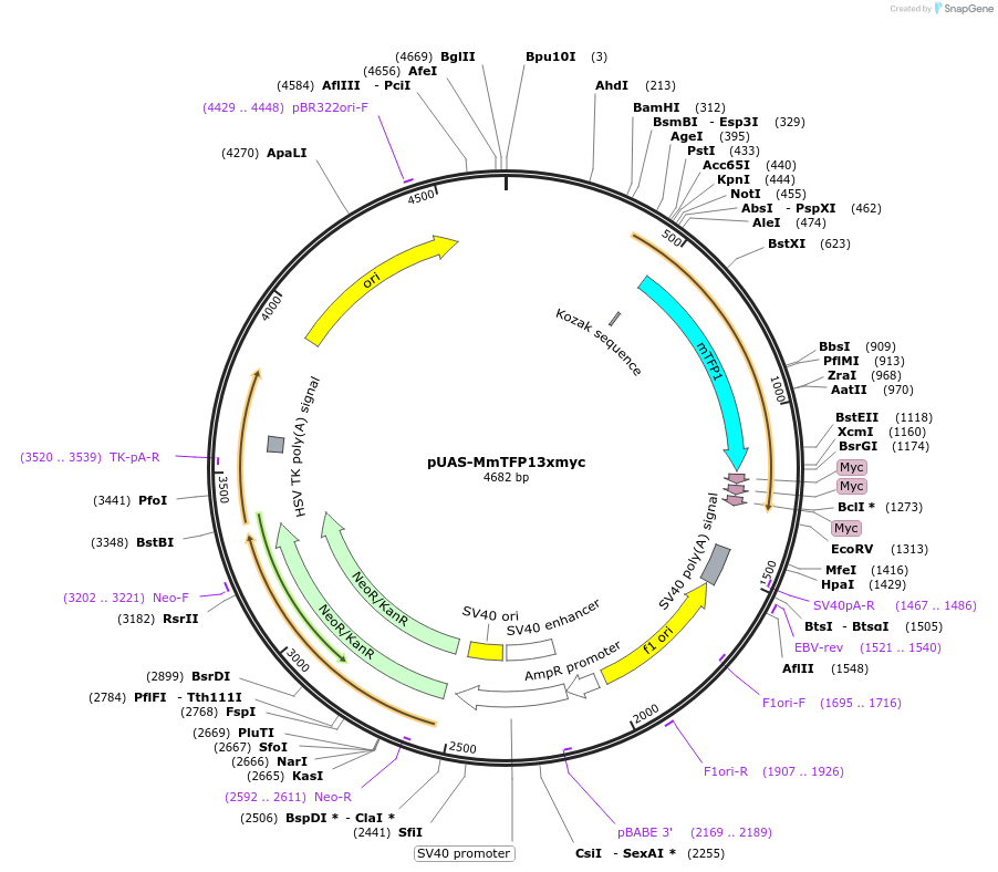 86371-plasmid-map-sequence-id-169521