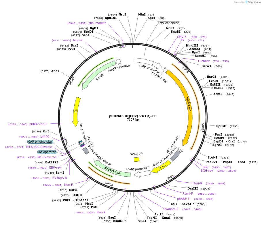 85487-plasmid-map-sequence-id-169525