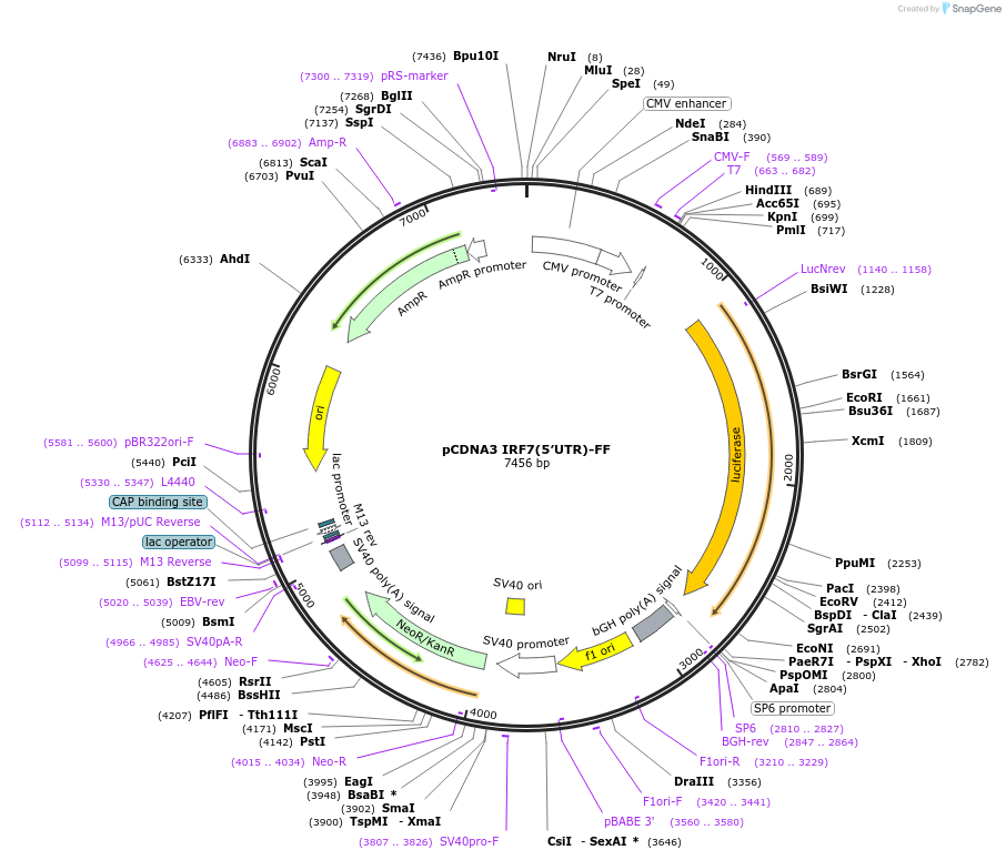 85490-plasmid-map-sequence-id-169529