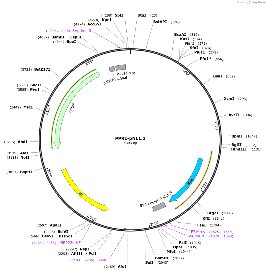 84394-plasmid-map-sequence-id-169547