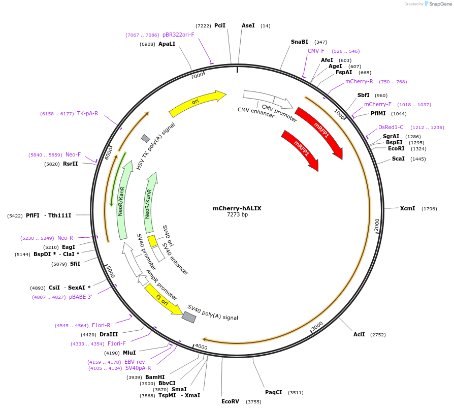 21504-plasmid-map-sequence-id-169555