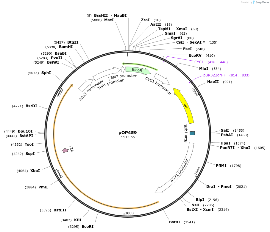 85933-plasmid-map-sequence-id-169558