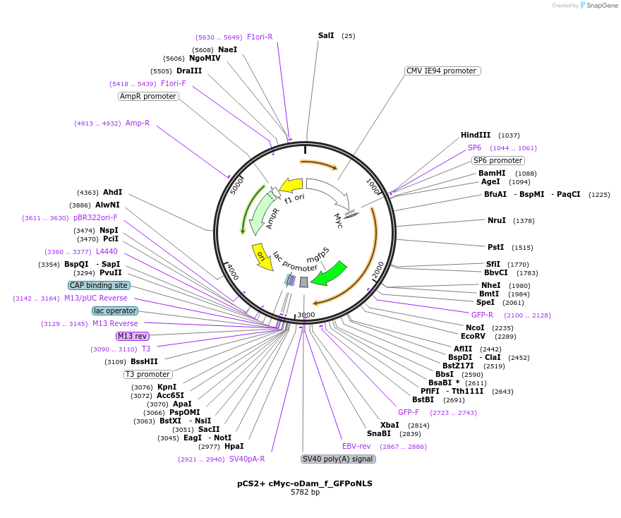 85818-plasmid-map-sequence-id-169572