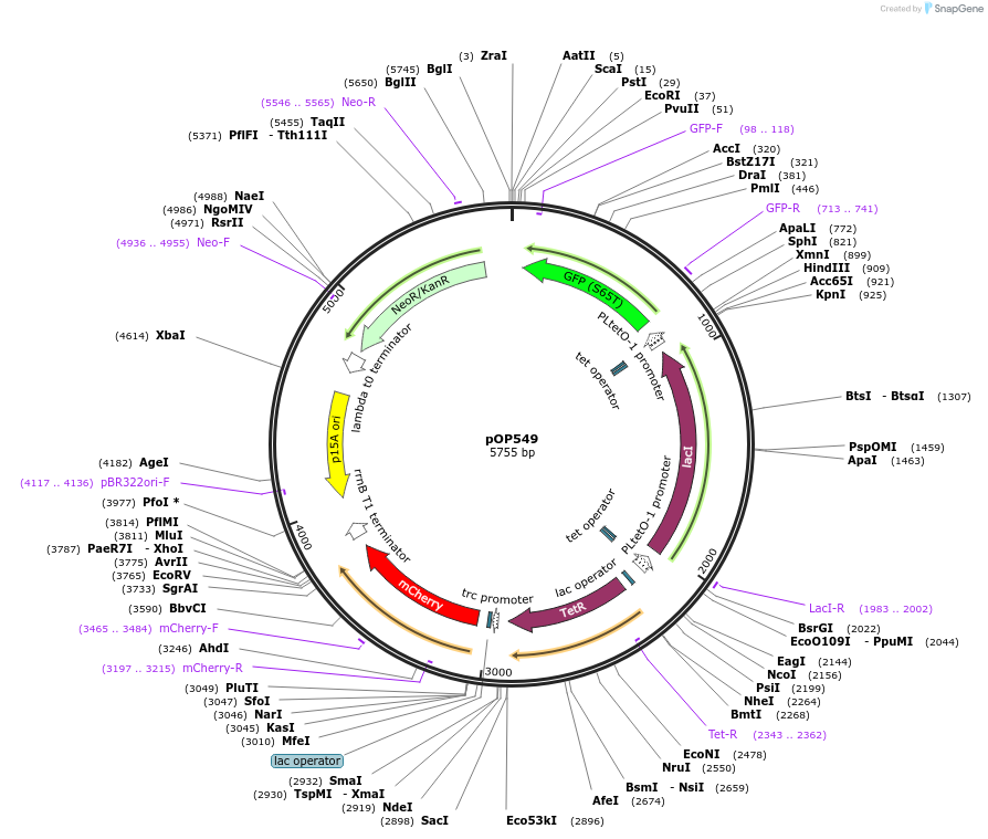 85941-plasmid-map-sequence-id-169582