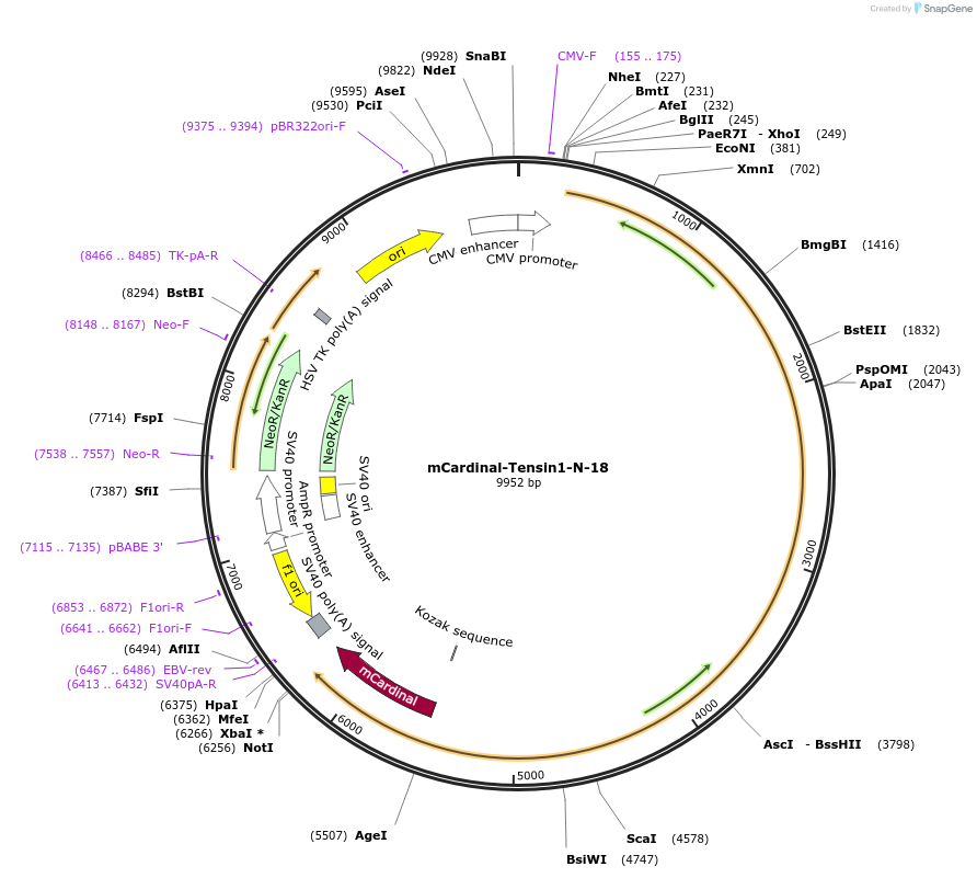 56175-plasmid-map-sequence-id-169597