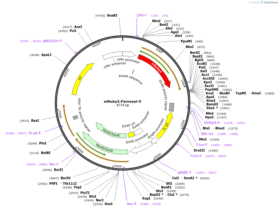 55896-plasmid-map-sequence-id-169601