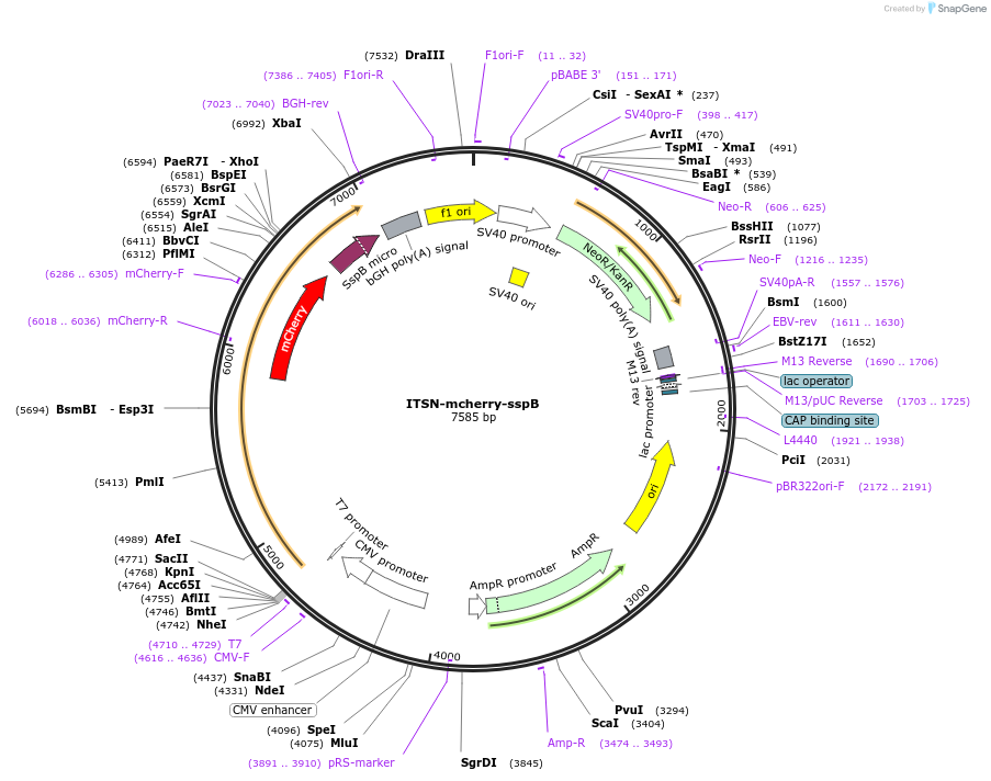 85220-plasmid-map-sequence-id-169605