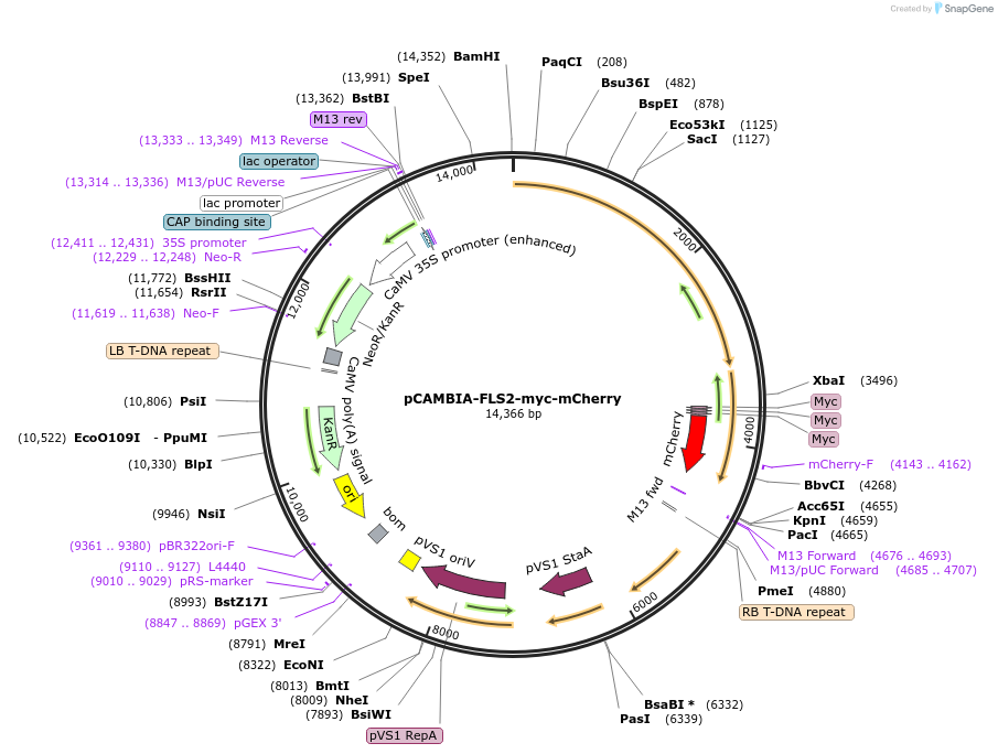 86159-plasmid-map-sequence-id-169608