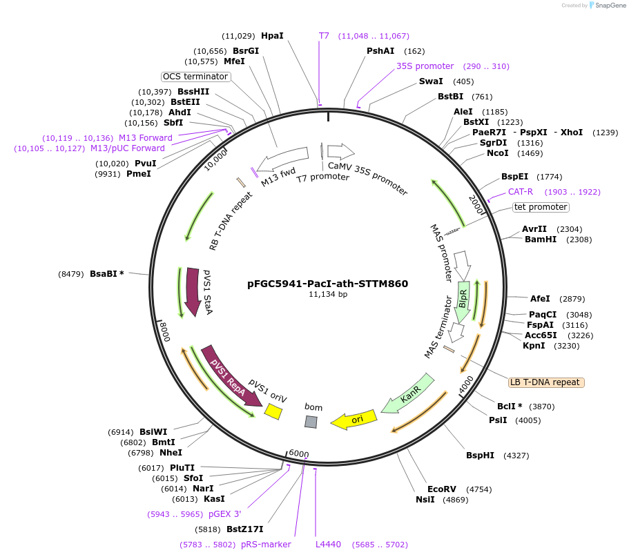 84179-plasmid-map-sequence-id-169615