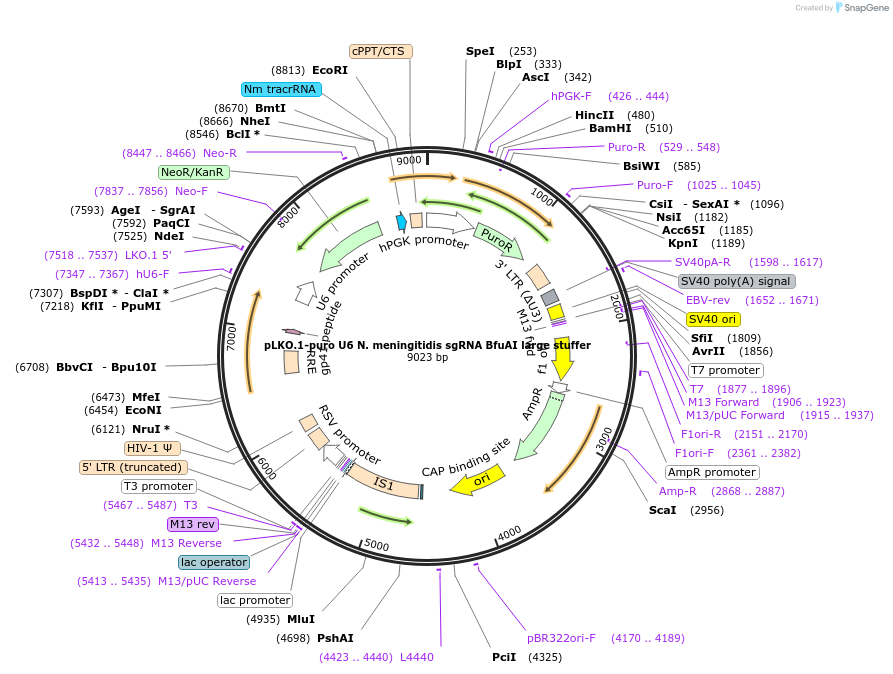 86195-plasmid-map-sequence-id-169616