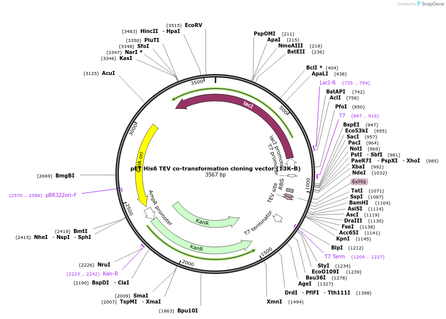48316-plasmid-map-sequence-id-169629