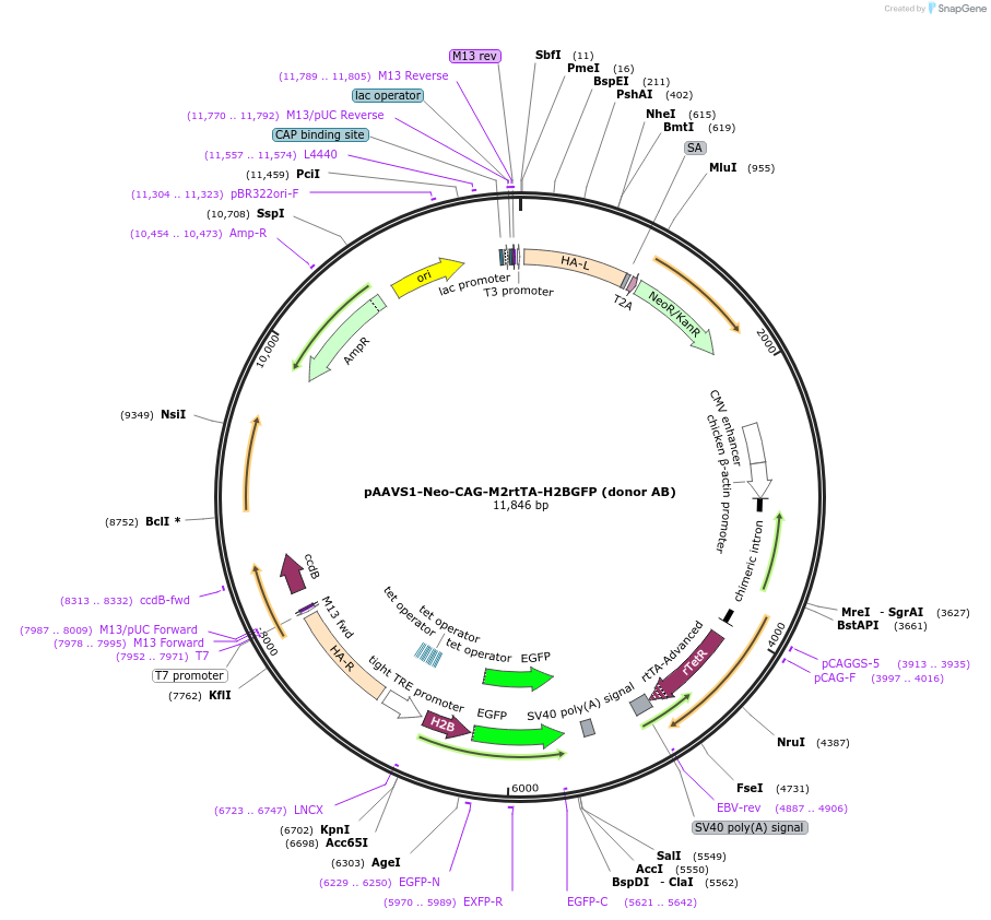85798-plasmid-map-sequence-id-169633
