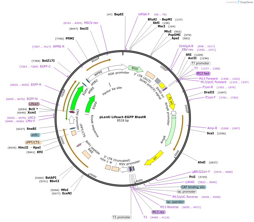 84383-plasmid-map-sequence-id-169696