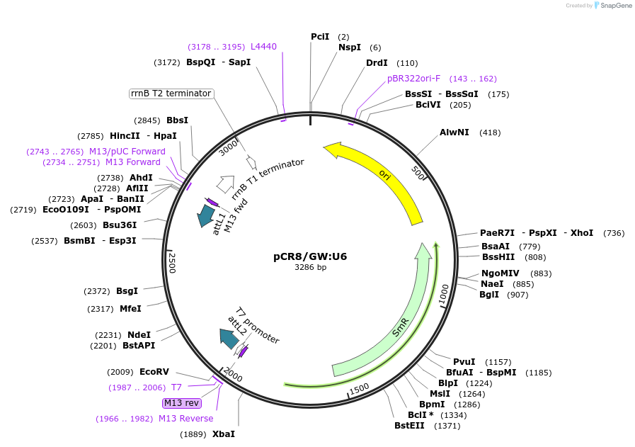 85981-plasmid-map-sequence-id-169707