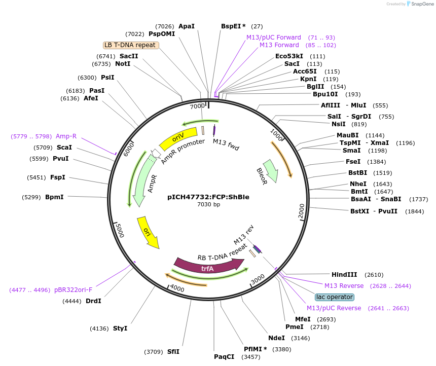 85985-plasmid-map-sequence-id-169710