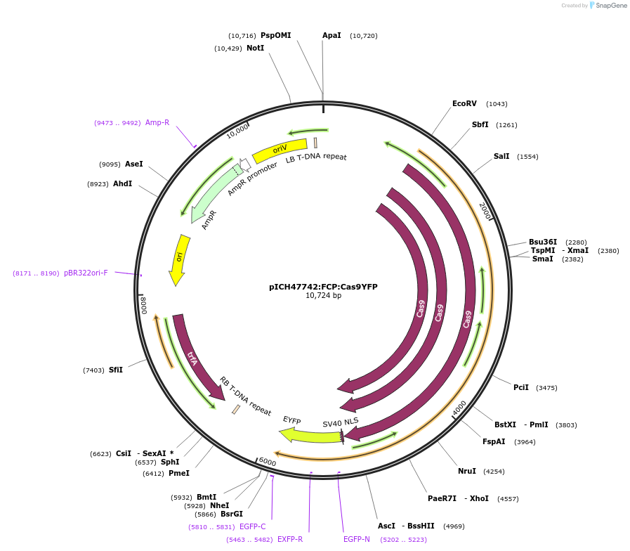 85986-plasmid-map-sequence-id-169712