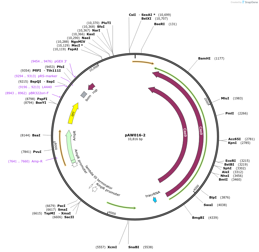 85613-plasmid-map-sequence-id-169715