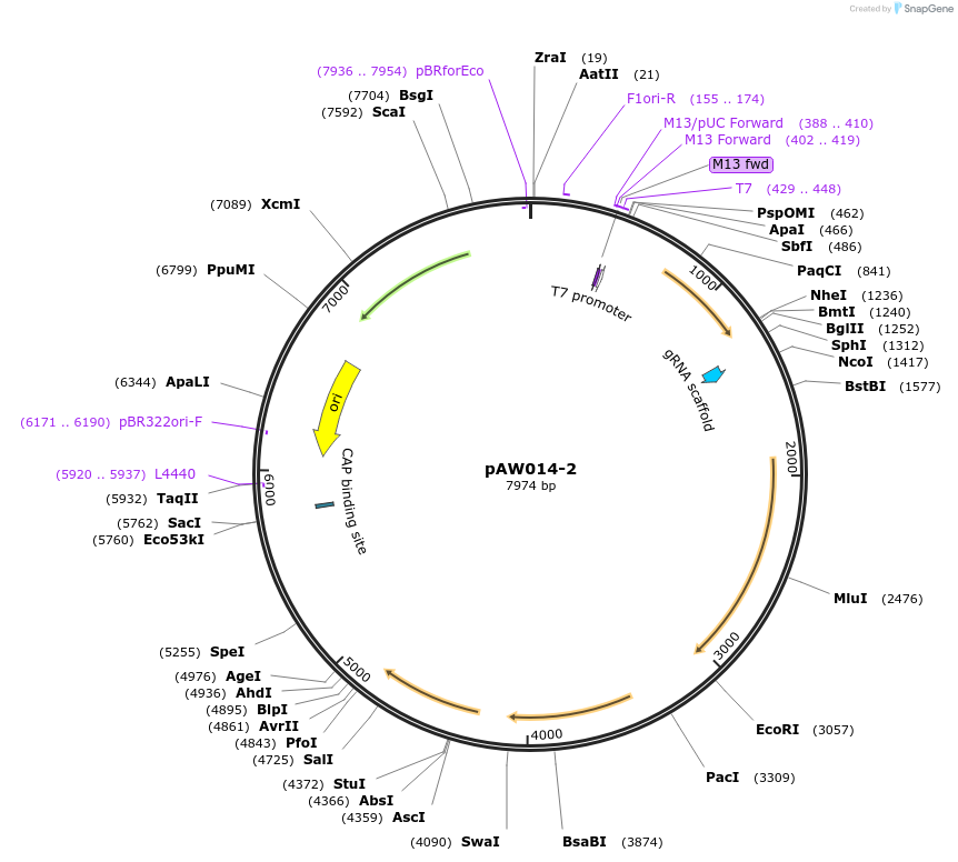 85612-plasmid-map-sequence-id-169719