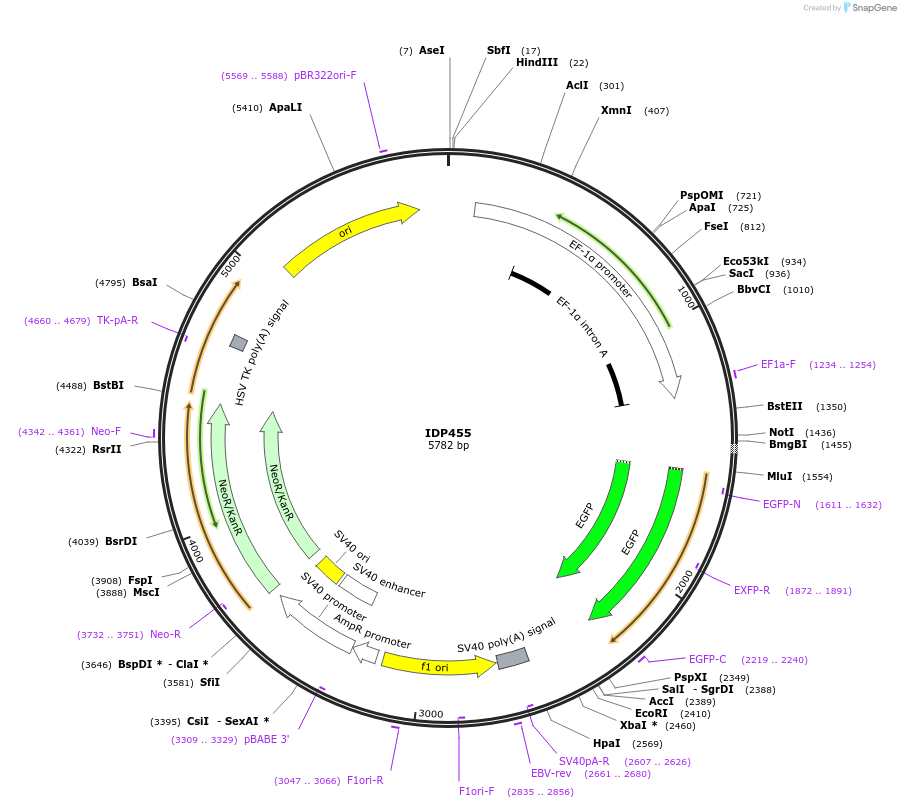 87001-plasmid-map-sequence-id-169731