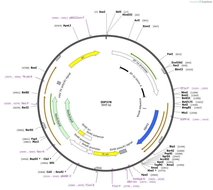 87005-plasmid-map-sequence-id-169736