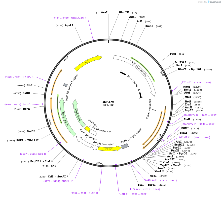 87006-plasmid-map-sequence-id-169737