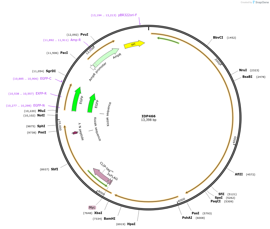 87008-plasmid-map-sequence-id-169739