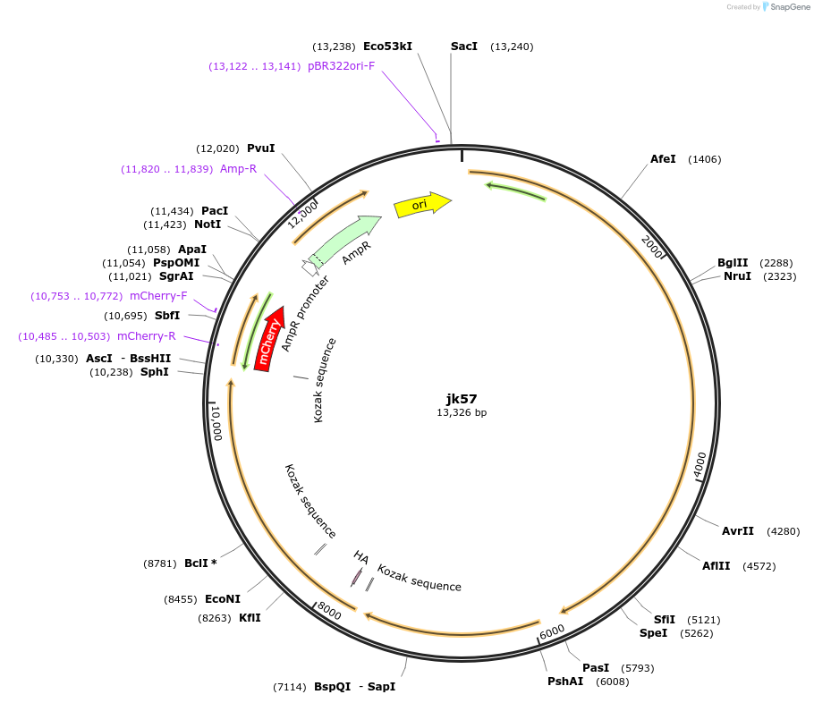 87010-plasmid-map-sequence-id-169741