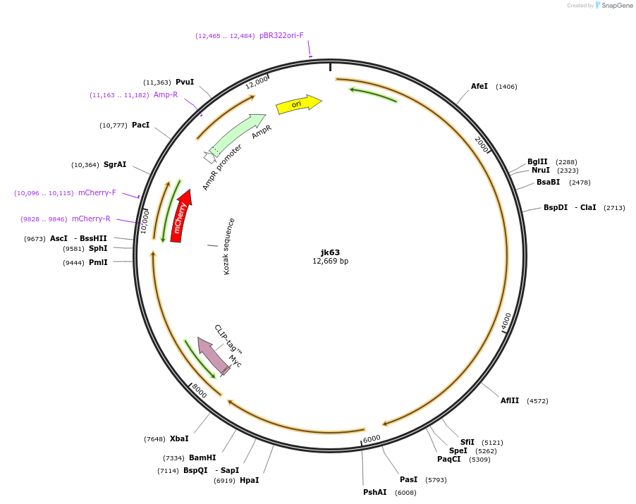 87011-plasmid-map-sequence-id-169742
