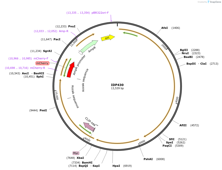 87015-plasmid-map-sequence-id-169747