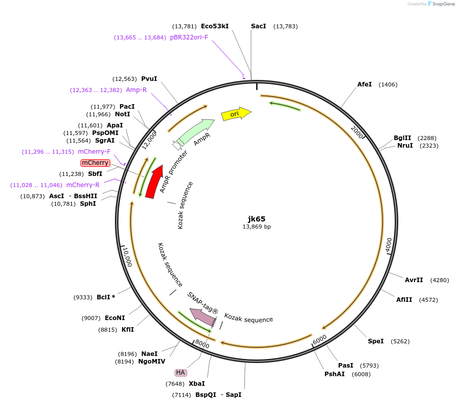 87019-plasmid-map-sequence-id-169752