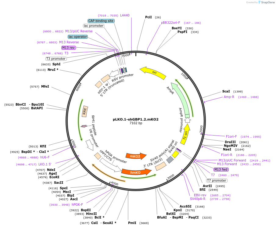 85210-plasmid-map-sequence-id-169782