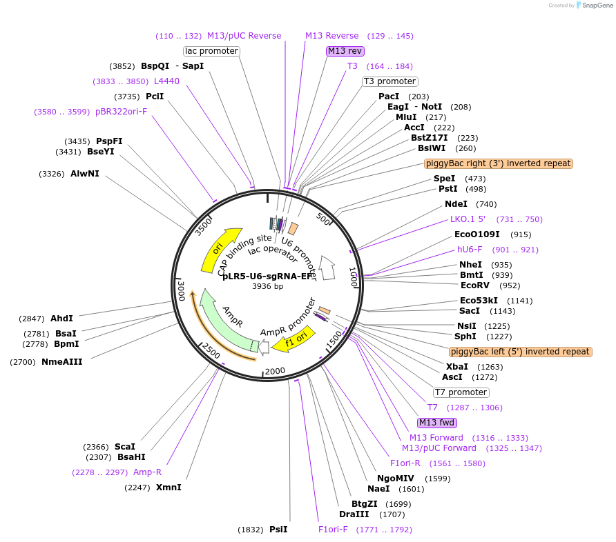 82635-plasmid-map-sequence-id-169783