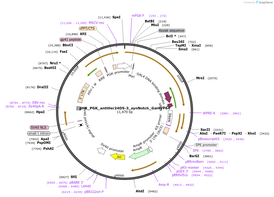 85422-plasmid-map-sequence-id-169785