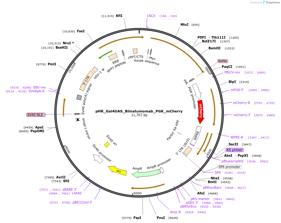 85437-plasmid-map-sequence-id-169786