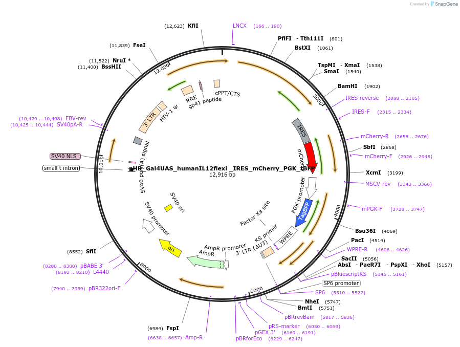 85428-plasmid-map-sequence-id-169787