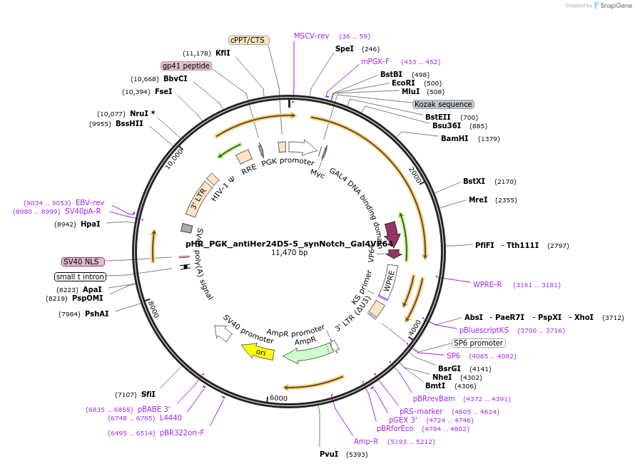 85423-plasmid-map-sequence-id-169788