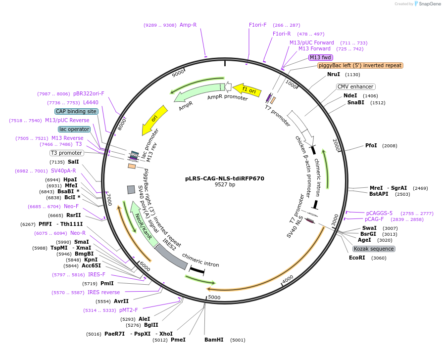 82621-plasmid-map-sequence-id-169824