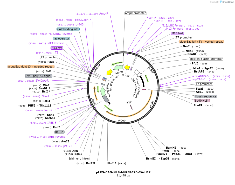 82620-plasmid-map-sequence-id-169825
