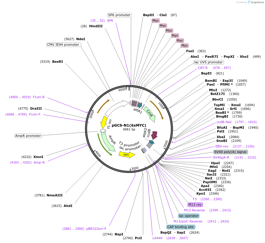 85718-plasmid-map-sequence-id-169827