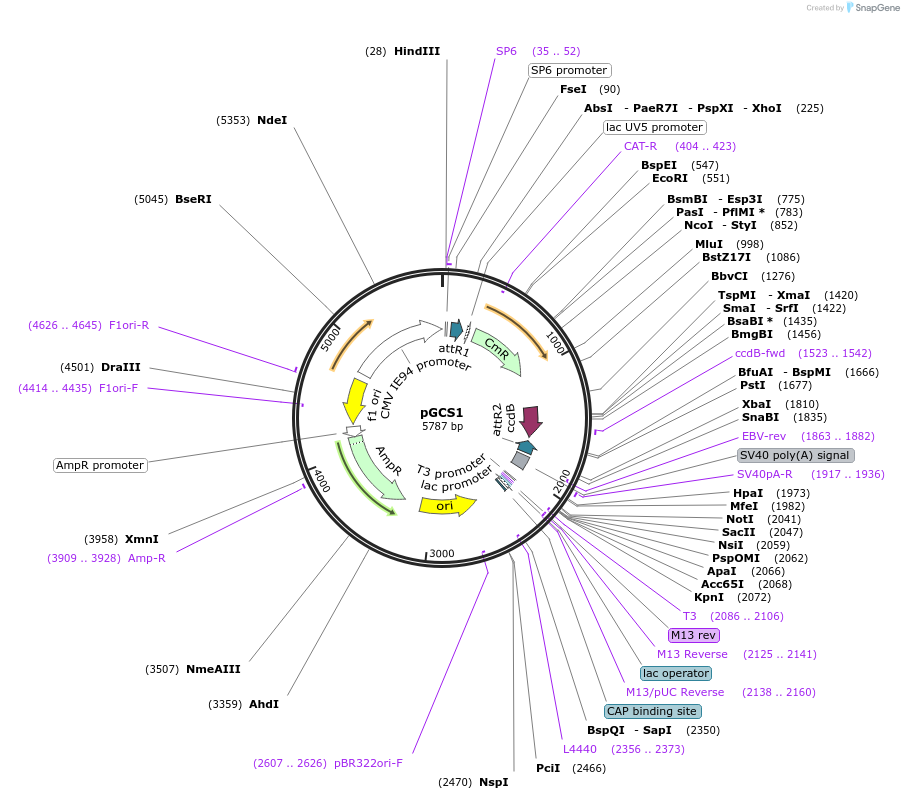 85730-plasmid-map-sequence-id-169829
